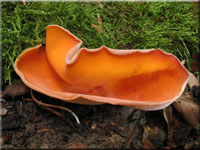 Gemeiner Orangebecherling - Aleuria aurantia