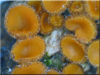 Sternhaariger Erdbostling - Cheilymenia crucipila