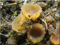 Winziger Borstenbecherling - Geopora semi-immersa