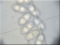 Halbkugeliger Borstenbecherling - Humaria hemisphaerica