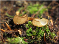 Halbkugeliger Borstenbecherling - Humaria hemisphaerica