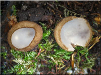 Halbkugeliger Borstenbecherling - Humaria hemisphaerica