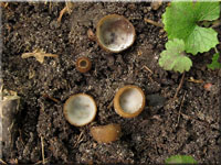Halbkugeliger Borstenbecherling - Humaria hemisphaerica