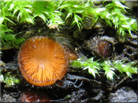 Scutellinia crinita