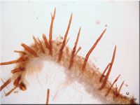 Scutellinia crinita