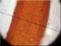Scutellinia crinita