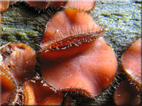Holz-Schildborstling - Scutellinia scutellata
