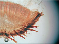 Holz-Schildborstling - Scutellinia scutellata