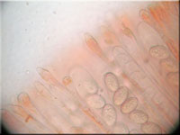 Holz-Schildborstling - Scutellinia scutellata