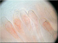 Holz-Schildborstling - Scutellinia scutellata