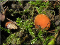 Sternsporiger Schildborstling - Scutellinia trechispora