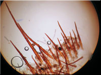 Sternsporiger Schildborstling - Scutellinia trechispora