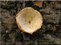 Kerbrandiger Napfbecherling - Tarzetta cupularis