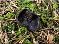 Glnzender Schwarzborstling - Pseudoplectania nigrella