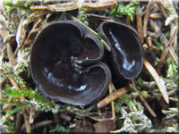 Glnzender Schwarzborstling - Pseudoplectania nigrella