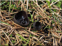 Glnzender Schwarzborstling - Pseudoplectania nigrella