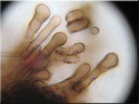 Glnzender Schwarzborstling - Pseudoplectania nigrella