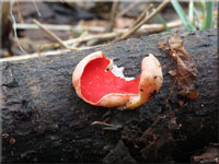 Gemeiner Kelchbecherling - Sarcoscypha austriaca