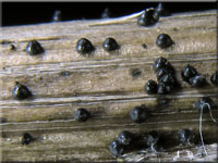 Brennnessel-Kugelpilz - Leptosphaeria acuta