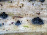 Wicken-Kugelpilz - Leptosphaeria modesta