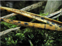 Kiefernnadel-Spaltlippe - Lophodermium pinastri