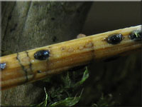 Kiefernnadel-Spaltlippe - Lophodermium pinastri