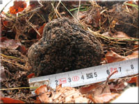 Sommertrffel - Tuber aestivum