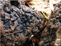 Sommertrffel - Tuber aestivum
