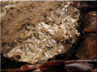 Sommertrffel - Tuber aestivum