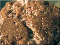 Sommertrffel - Tuber aestivum