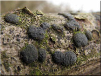 Blasiges Eckenscheibchen - Diatrype bullata