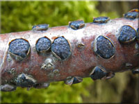 Buchen-Eckenscheibchen - Diatrype disciformis