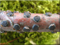 Buchen-Eckenscheibchen - Diatrype disciformis