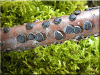 Buchen-Eckenscheibchen - Diatrype disciformis