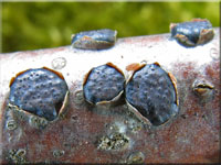 Buchen-Eckenscheibchen - Diatrype disciformis