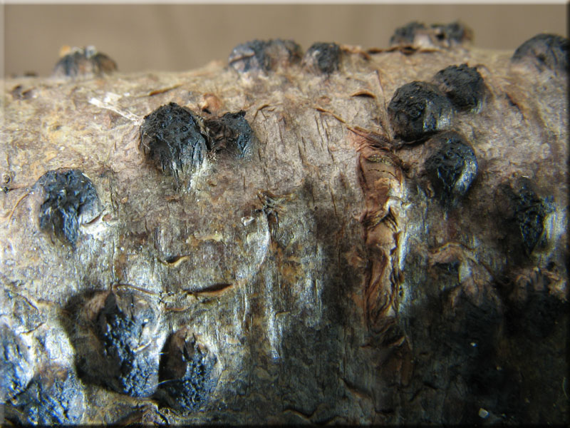 Warziges Eckenscheibchen - Diatrypella favacea 