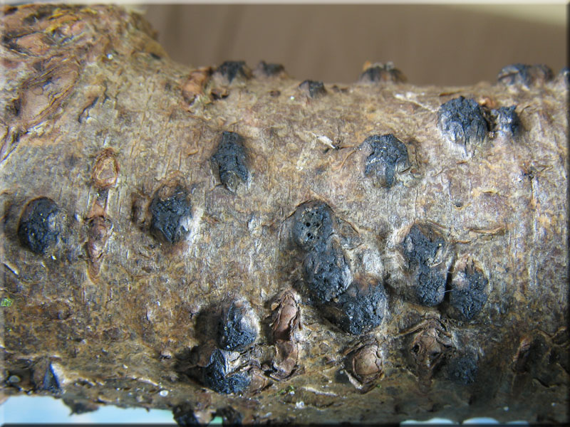 Warziges Eckenscheibchen - Diatrypella favacea 