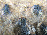 Warziges  Eckenscheibchen - Diatrypella favacea 