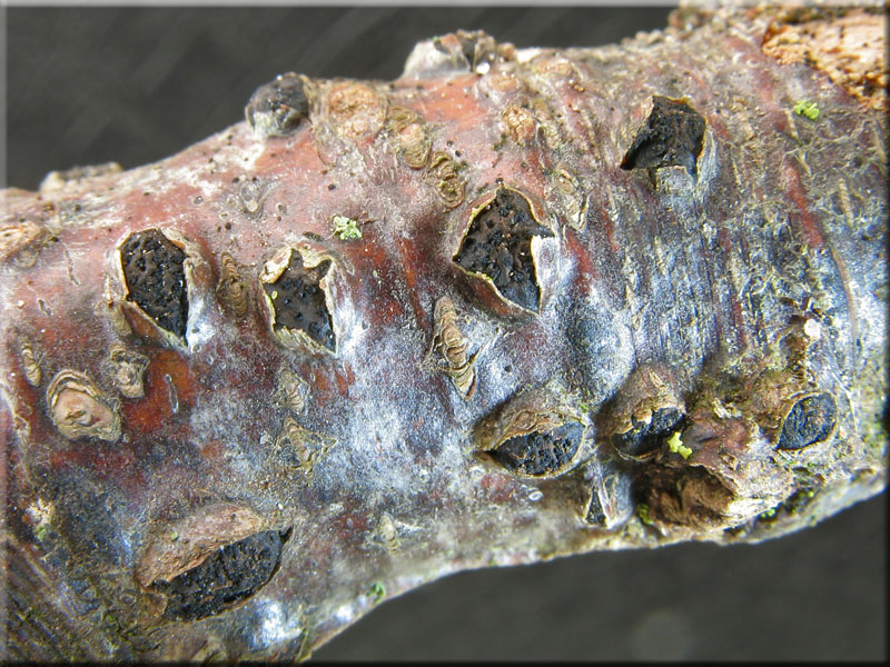 Warziges Eckenscheibchen - Diatrypella favacea 