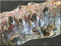 Warziges  Eckenscheibchen - Diatrypella favacea