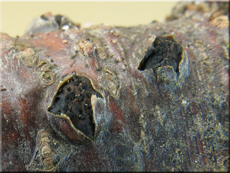 Warziges Eckenscheibchen - Diatrypella favacea 