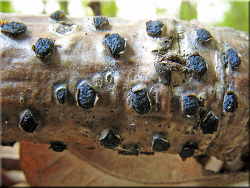 Warziges Eckenscheibchen - Diatrypella favacea 