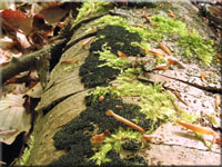 Stacheliger Krustenhckerpilz - Eutypa spinosa