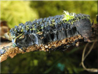 Stacheliger Krustenhöckerpilz - Eutypa spinosa