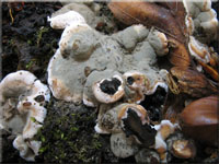 Brandfladen-Kohlenbeere - Hypoxylon deustum