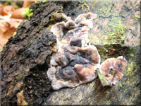 Brandfladen-Kohlenbeere - Hypoxylon deustum