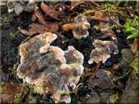 Brandfladen-Kohlenbeere - Hypoxylon deustum