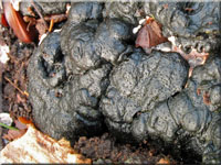 Brandfladen-Kohlenbeere - Hypoxylon deustum