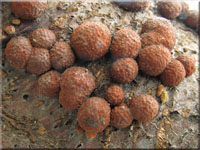 Rötliche Kohlenbeere - Hypoxylon fragiforme