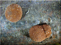 Rtliche Kohlenbeere - Hypoxylon fragiforme